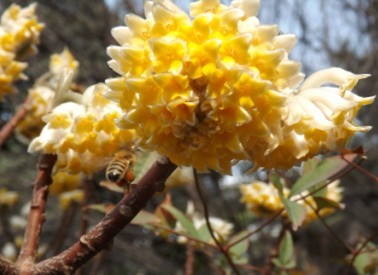 �����㻨��