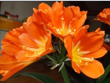 �����ľ�����