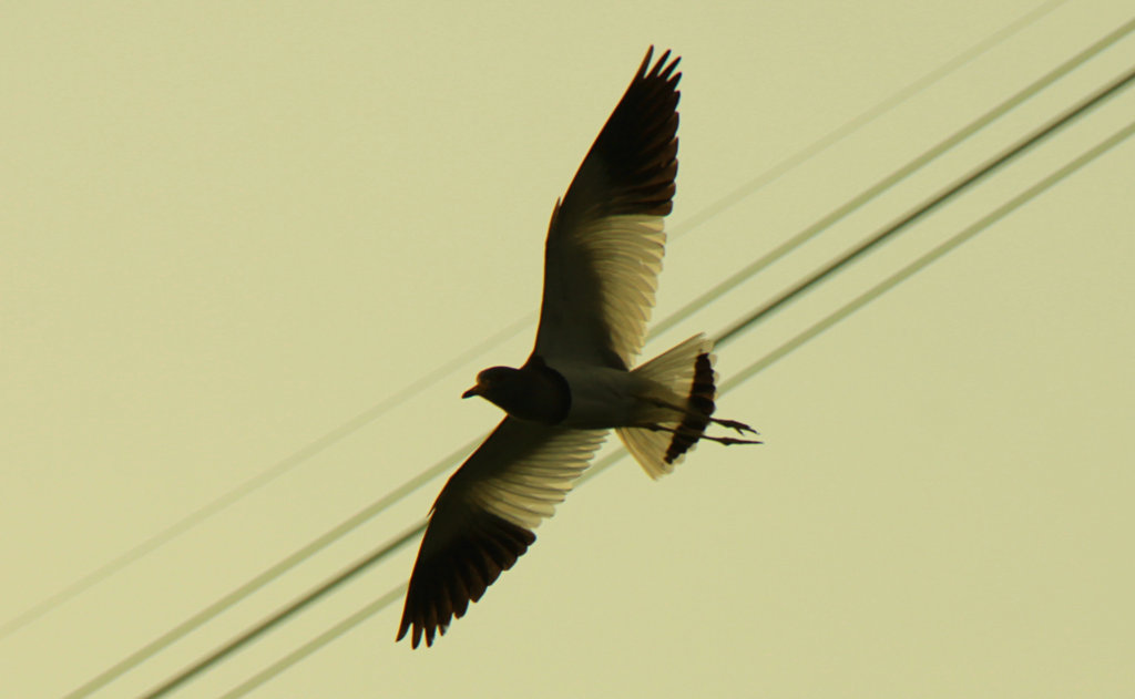 IMG_2626_副本.JPG