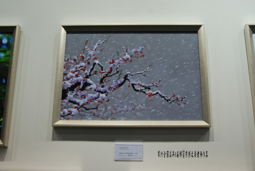 DSC_1230_conew1.JPG