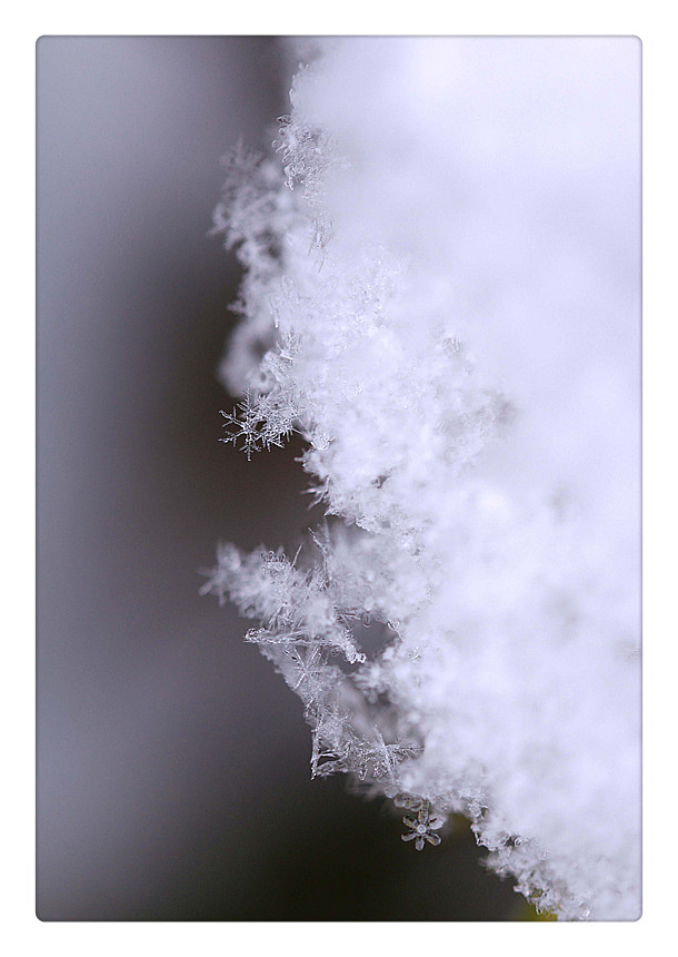 梅花上的雪_6905_副本.jpg