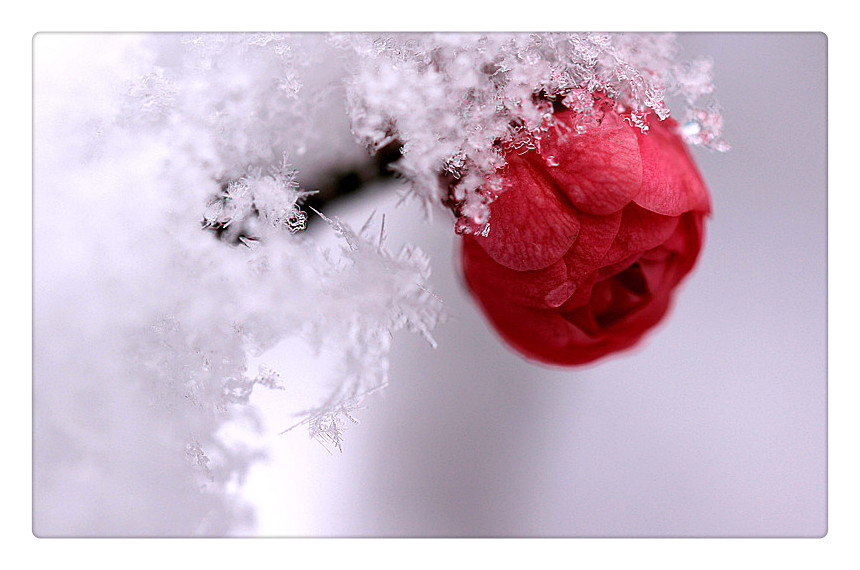 梅花上的雪_6834_副本_副本.jpg