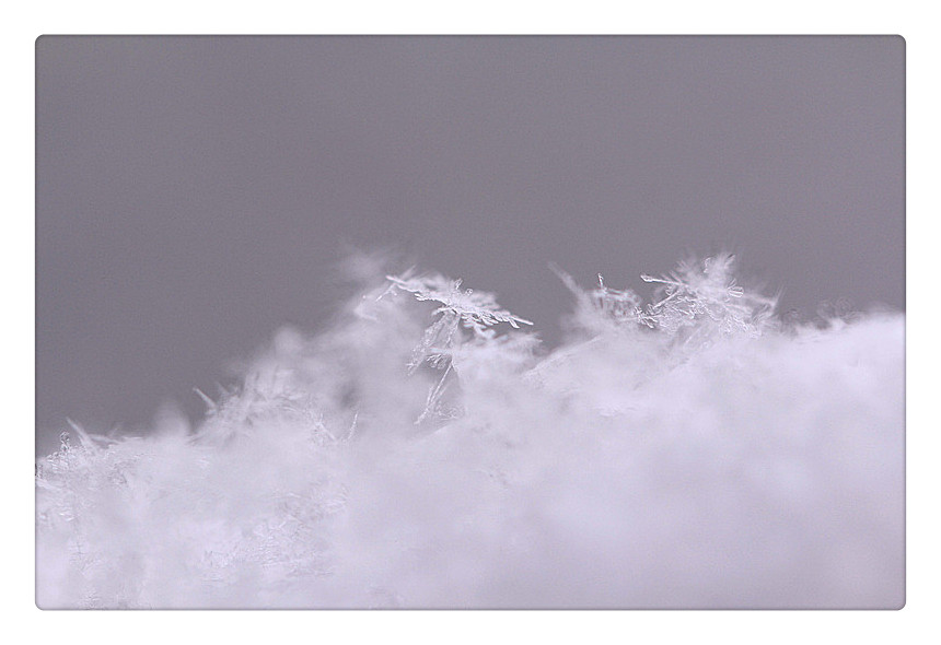 梅花上的雪_6831_副本_副本.jpg