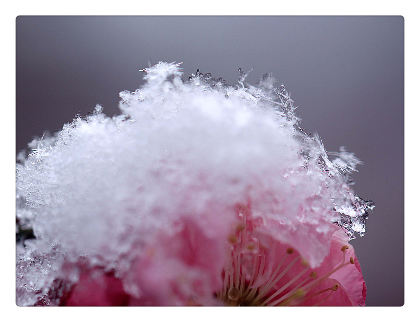 梅花上的雪_6855_副本_副本.jpg