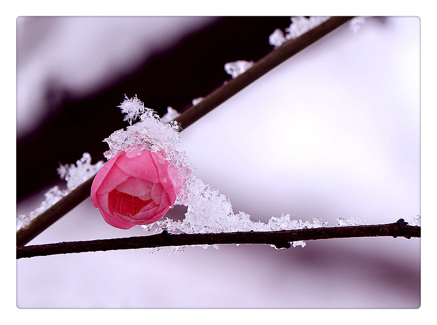梅花上的雪_6863_副本_副本.jpg