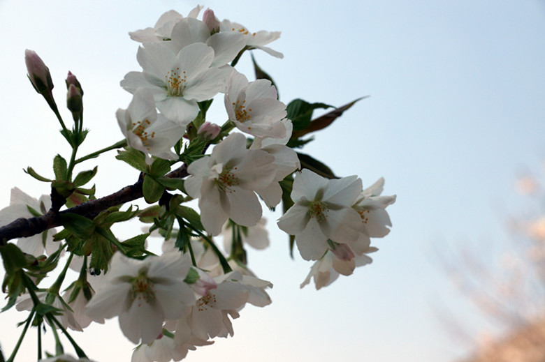 DSC00769_���� - ����.jpg