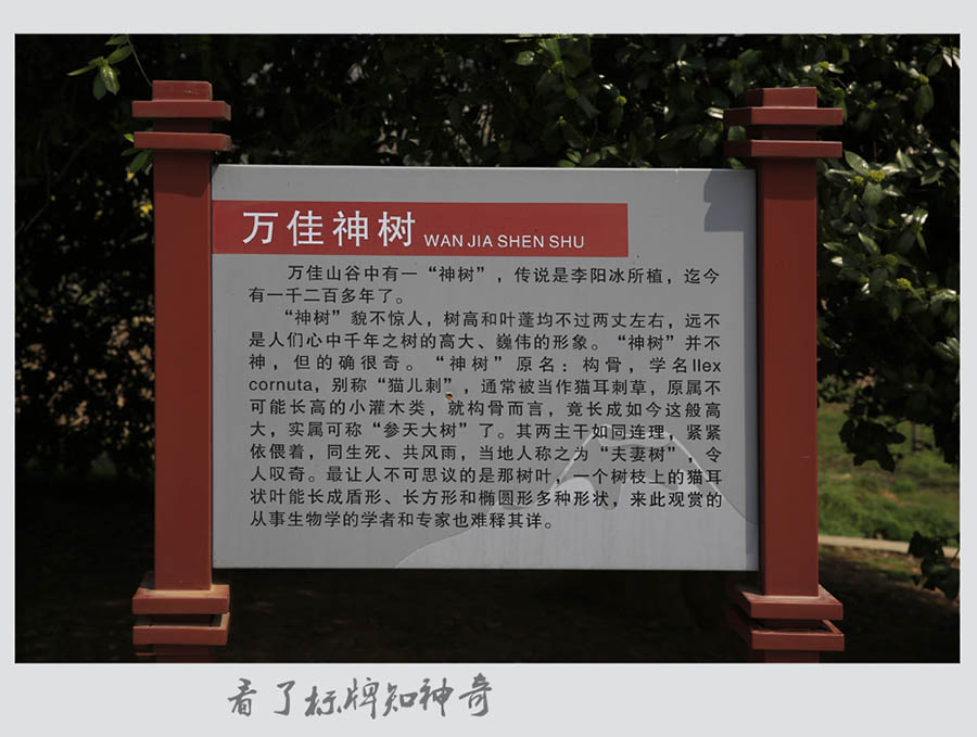 _D4A4844.jpg