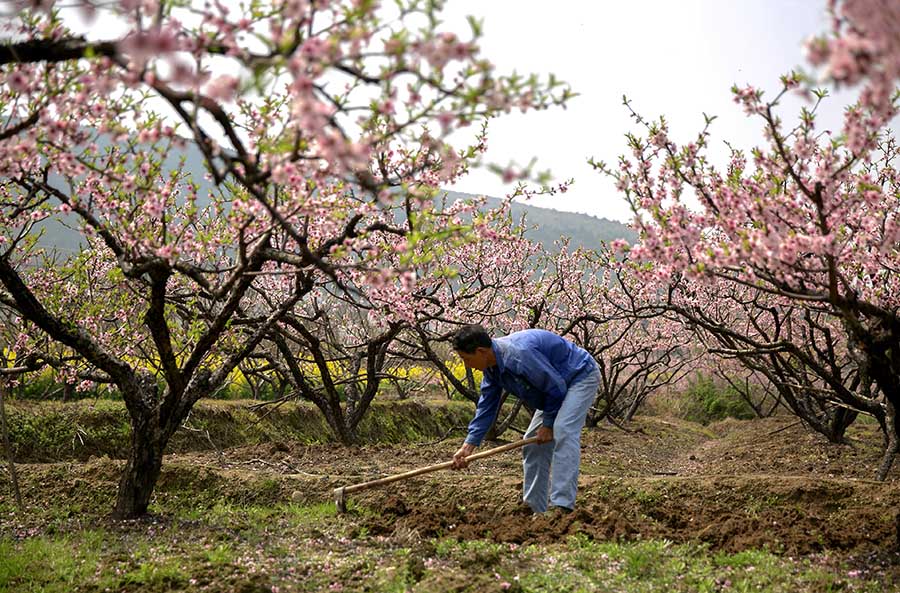 ��ˮ�����򻨶�D4A4996 ����.jpg