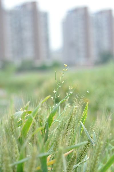 DSC_0339_С.JPG