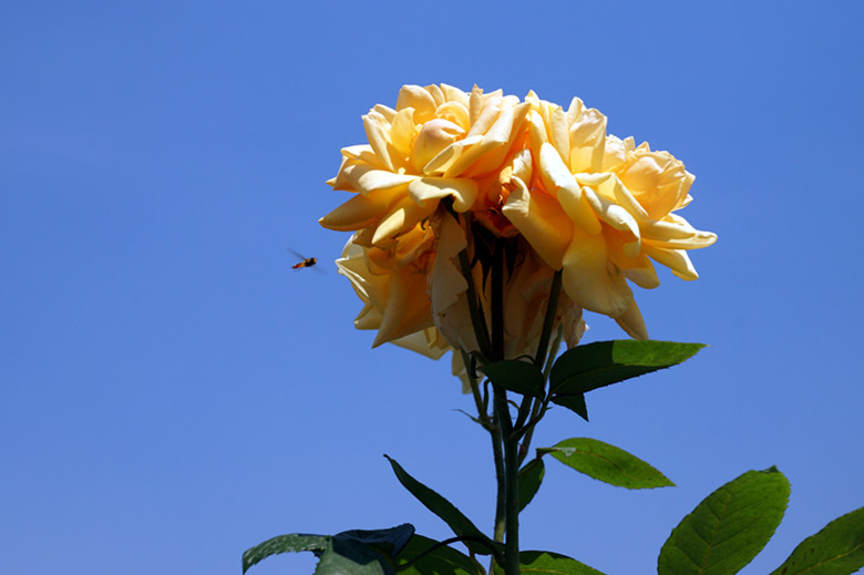 DSC02374_���� - ����.jpg