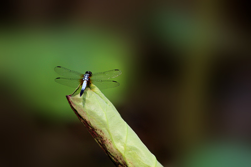 IMG_0775_副本.jpg