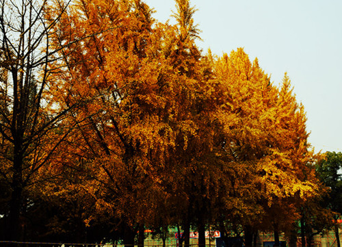 DSC06235_副本_副本.jpg
