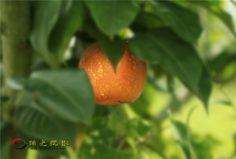 IMG_7243_副本.jpg