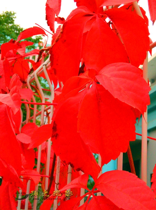 IMG_20151105_122722_BURST1_副本.jpg