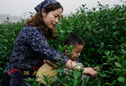 姐姐教我学采茶