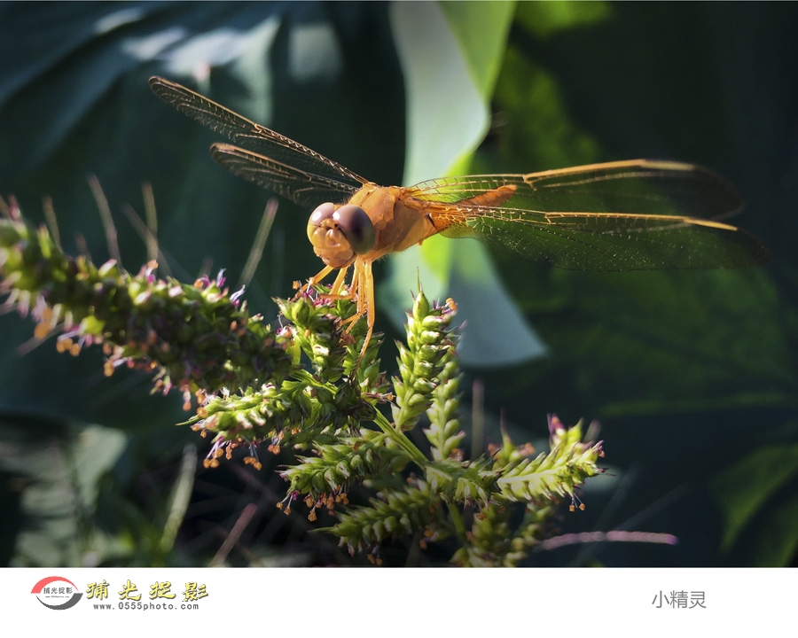 ������ С����.jpg