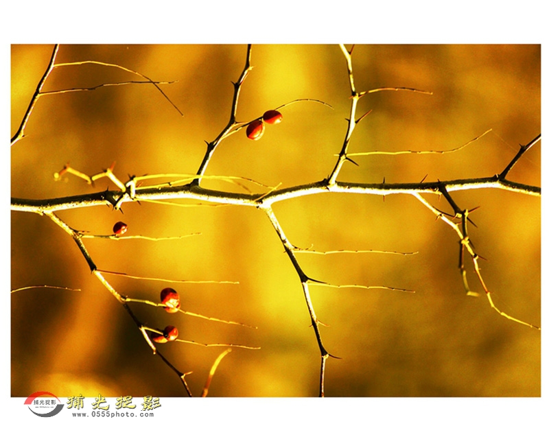 ��С���������ɡ�1 (2).jpg