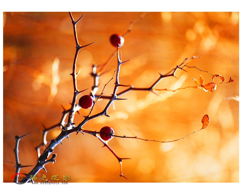 ��С���������ɡ�1 (3).jpg