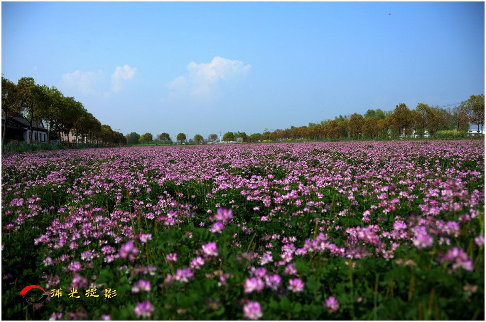 671-花开满地一片红-陈翔云.JPG