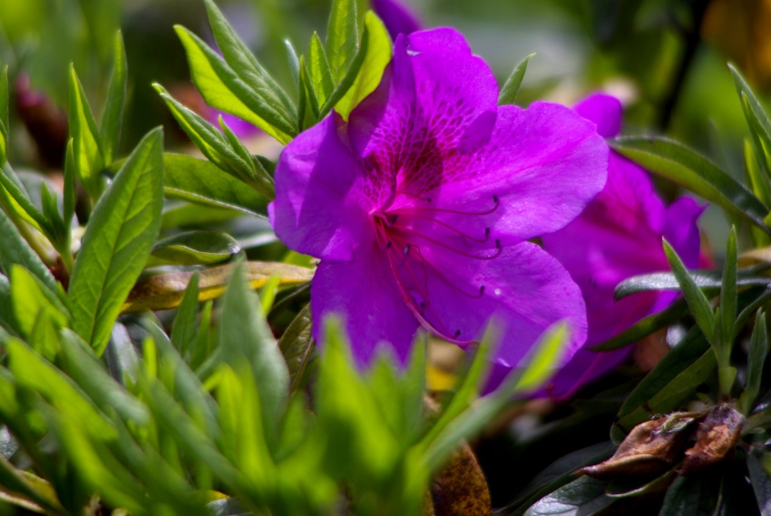 _IGP2087_conew1.jpg