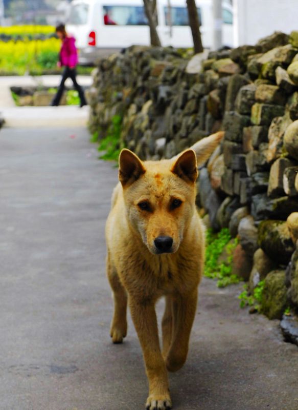 _DSC4953江南村景4.JPG