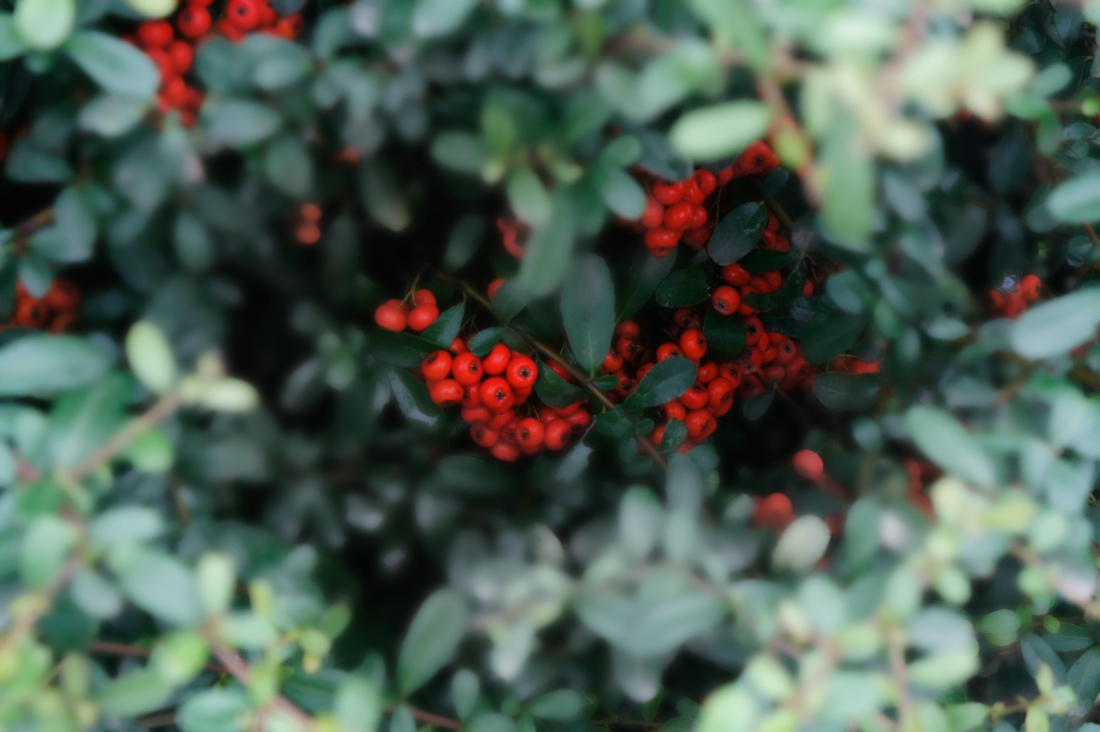 ���� _DSC2578.JPG