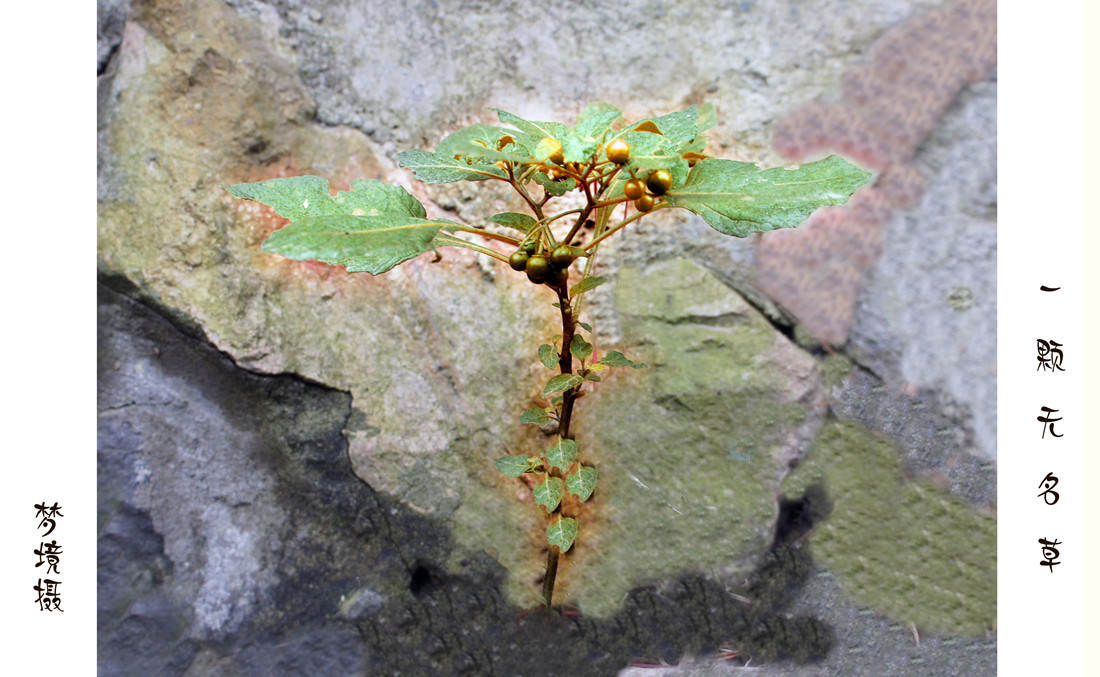 _DSC3430一颗无名草.jpg