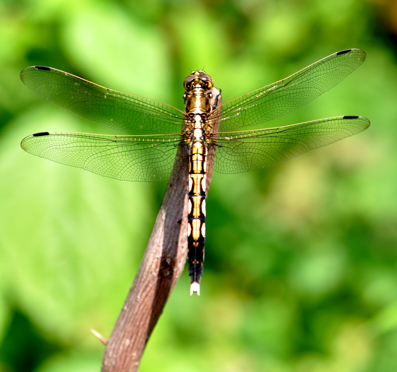 DSC_0058 副本.jpg