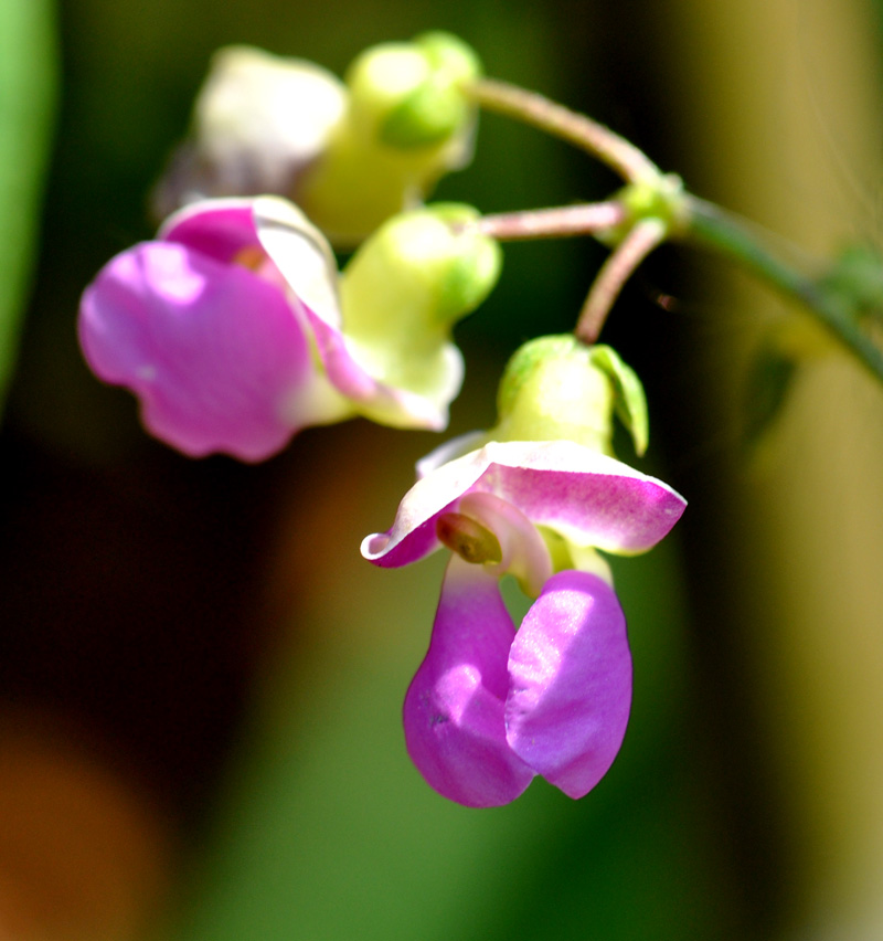 DSC_0235 副本.jpg